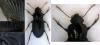 Harpalus rufipalpis